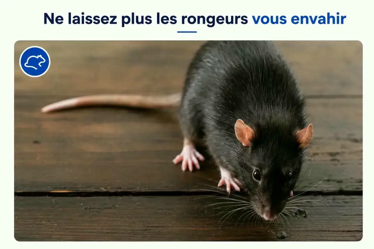 Ne laissez plus les rongeurs vous envahir.
