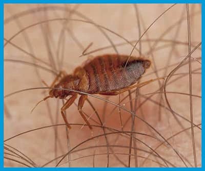 Moyens et techniques de prévention et de lutte contre les mites (insectes  ravageurs des vêtements et