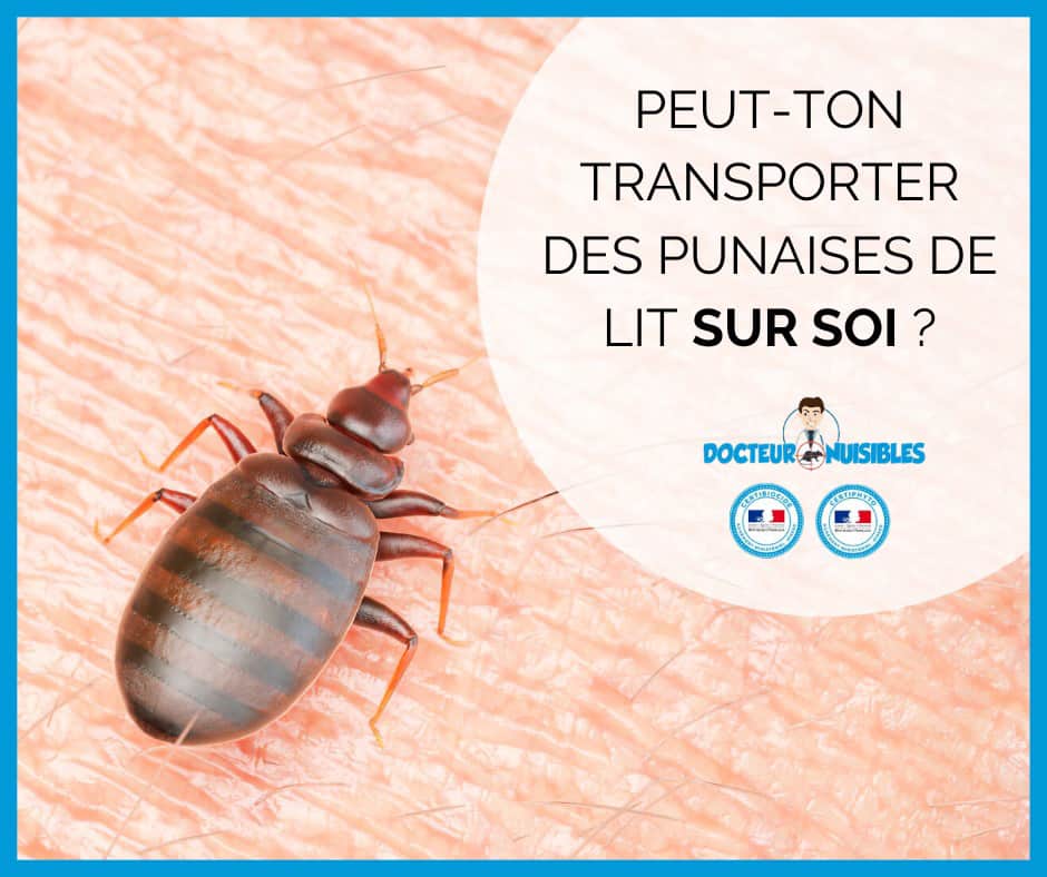 Peut-on transporter des punaises de lit sur soi ? - Docteur Nuisibles