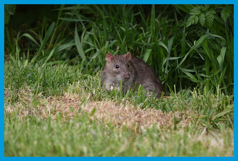 Piège à Souris Pièges à Rats, 15 boîtes Contenant 2 Plaques