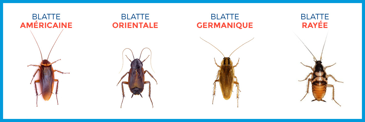 Différences entre un cafard et une blatte