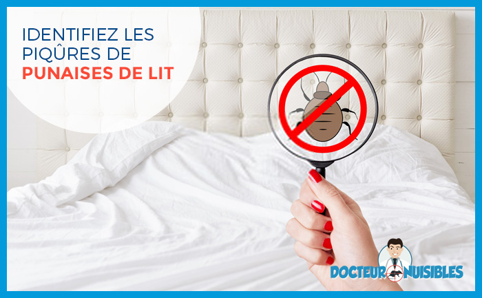 Comment éviter l’infestation et vous débarrasser des punaises de lit