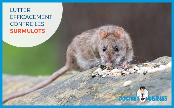 Le rat d'égout, rat des champs ou surmulot, un rongeur peu apprécié